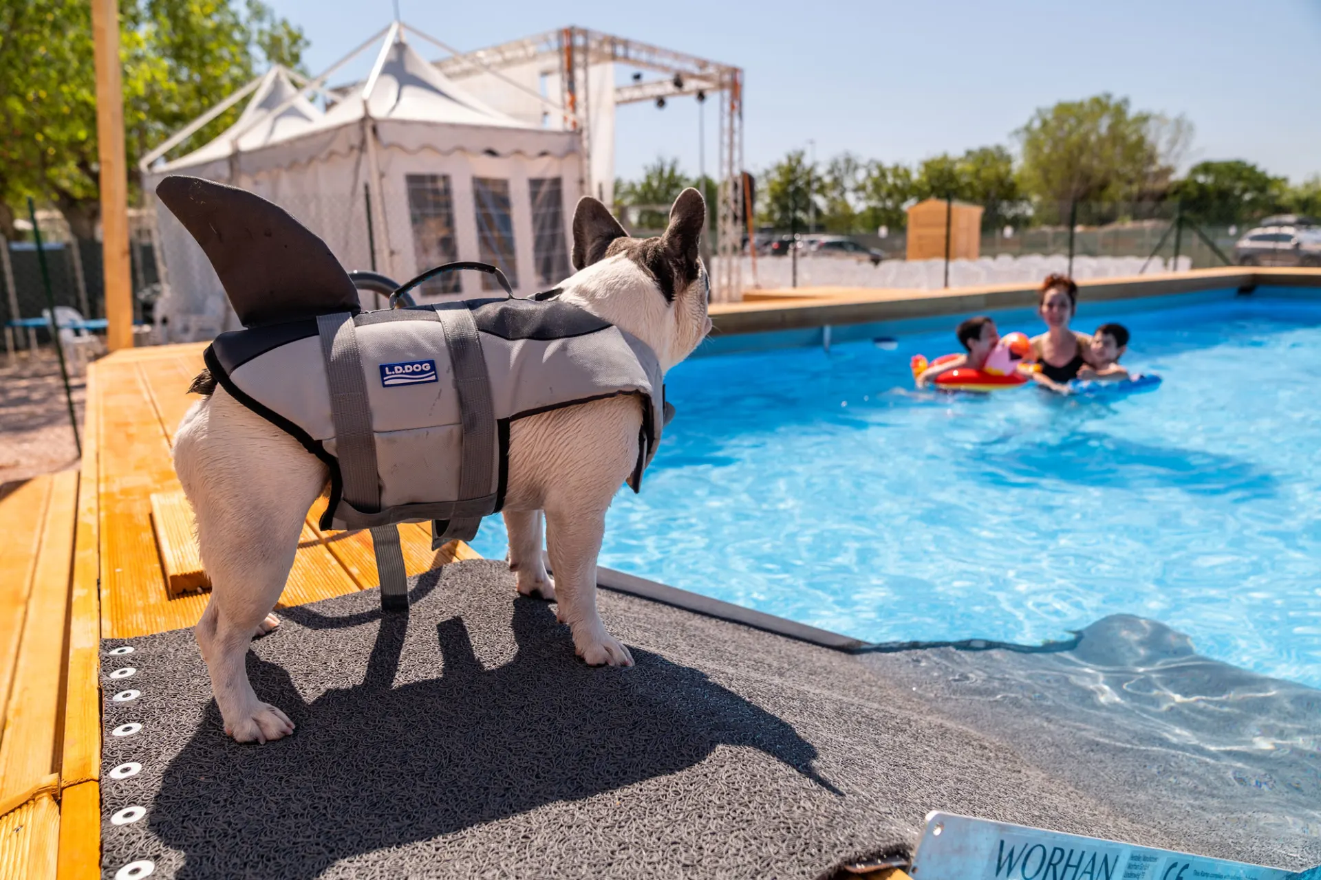 Un cane fa il bagno nella piscina dedicata del Romagna
